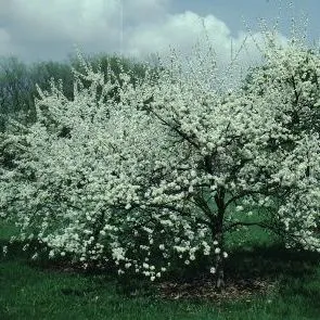 thumbnail for publication: Prunus americana American Plum